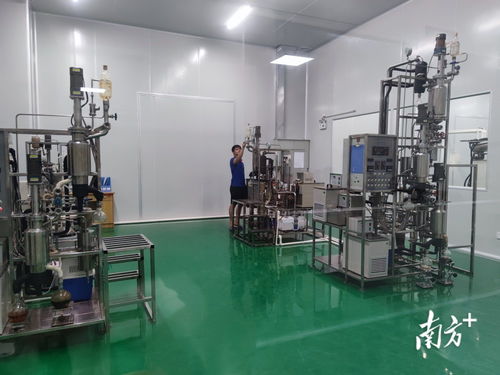 電白沉香樹要 種 出百億大產業 電白香 飄天下